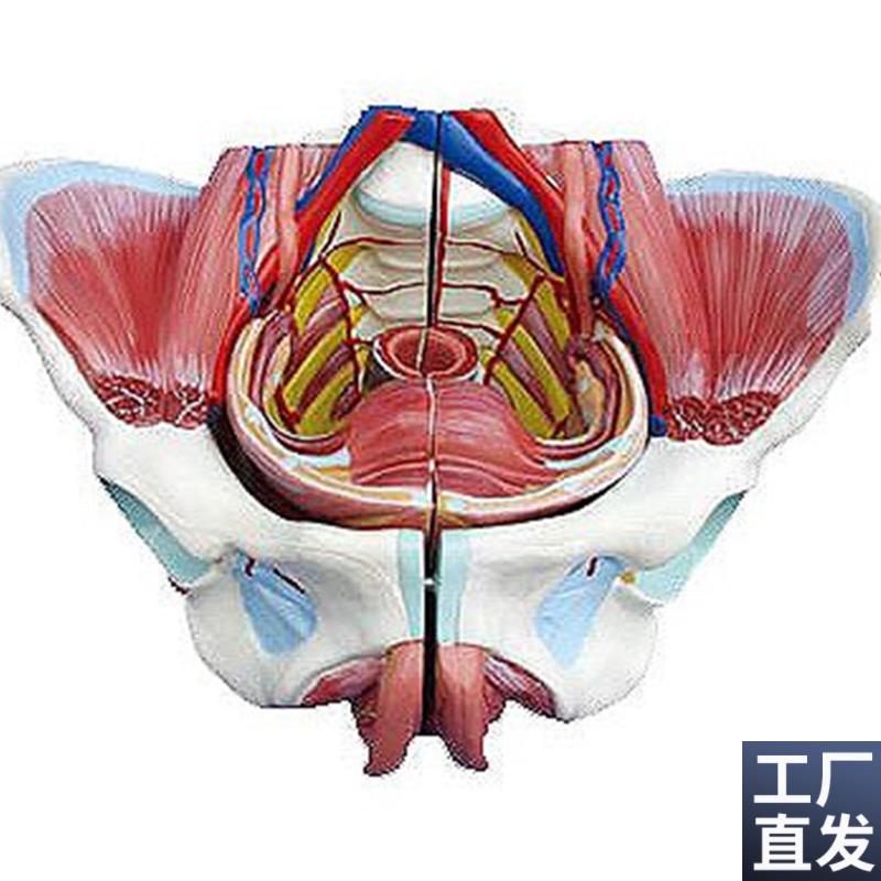 高级女性骨盆附生殖器与血管神经模型人R体解剖医学标本