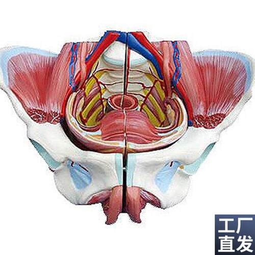 高级女性骨盆附生殖器与血管神经模型人R体解剖医学标本
