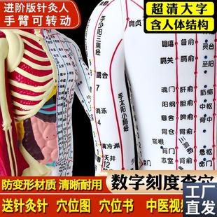 政河半骨骼肌肉器官针灸穴位人体A模型人十二经络扎针小铜人全身