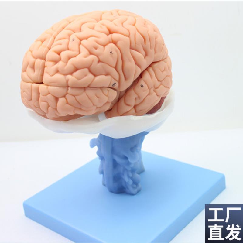 ENOVcO医学人体大脑解剖模型脑干脑室间脑小脑模型神经科系统模型
