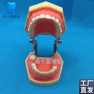 牙科口腔种植上颌窦加下颌窦种植模型练习切开P种植缝合模型2030