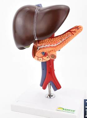 ENOVO颐诺肝胆胰十二指肠解剖腹腔主动K脉静脉模型肝脏胰腺腔镜教