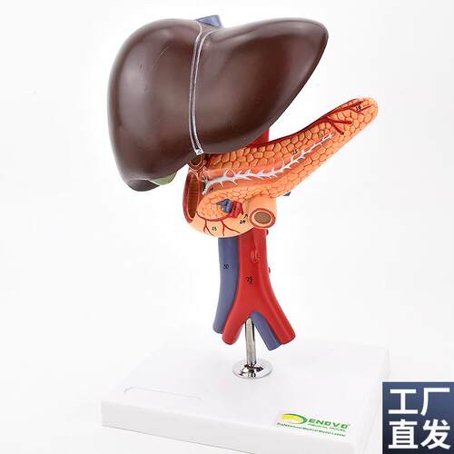 ENOVO颐诺肝胆胰十二指肠解剖腹腔主动K脉静脉模型肝脏胰腺腔镜教