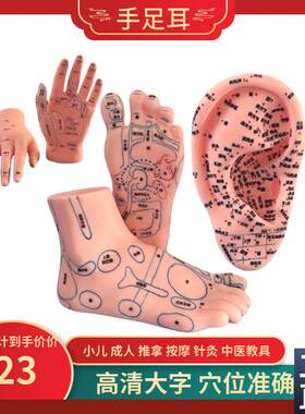 手足耳朵模型经络穴位反q射区脚底按摩保健脚部足底高清晰中医教