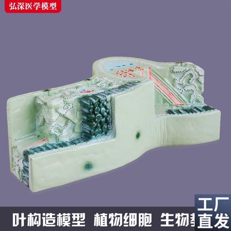 树叶构造模型植物细胞组织结构叶脉纵横I切面生物教学模具道具教