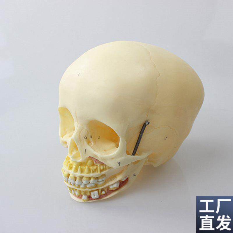 瑞泰医学模型儿童头骨上颚下颌骨口腔F牙齿1比1仿真婴儿颅骨囟门