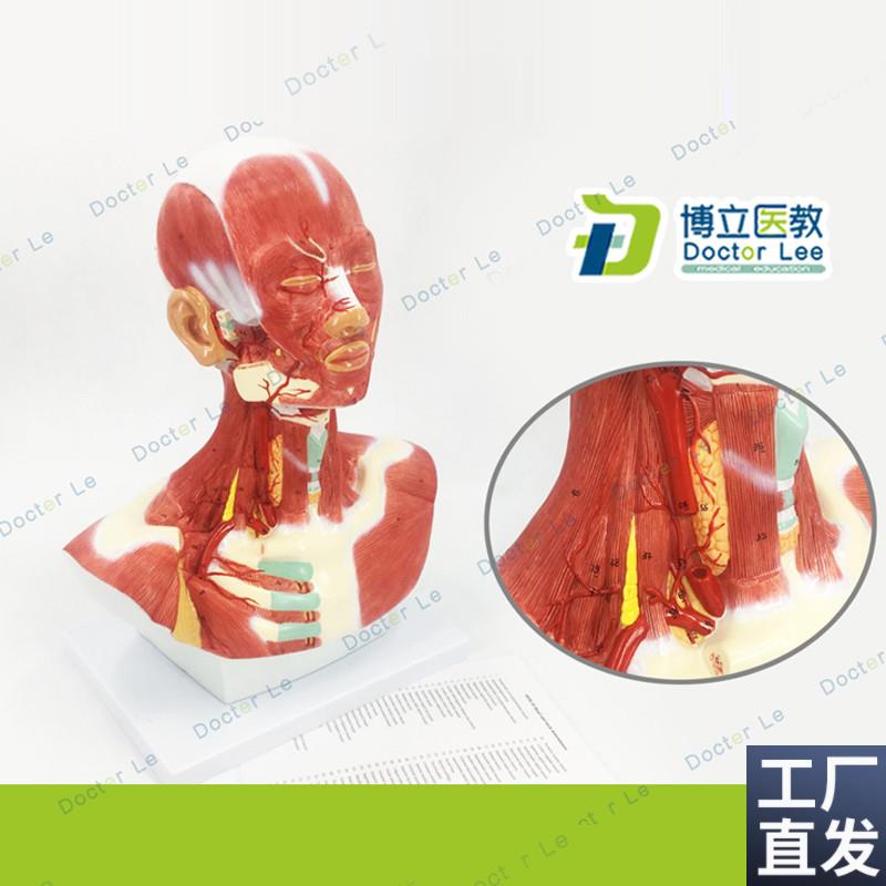 人体头面部肌肉解剖模型头颈z胸模型头颈部肌肉解剖头模型肌肉