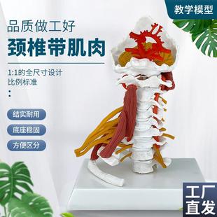 高级颈椎带肌肉椎动脉后枕骨椎间盘与神经展示1:1颈椎Z附肌肉模型
