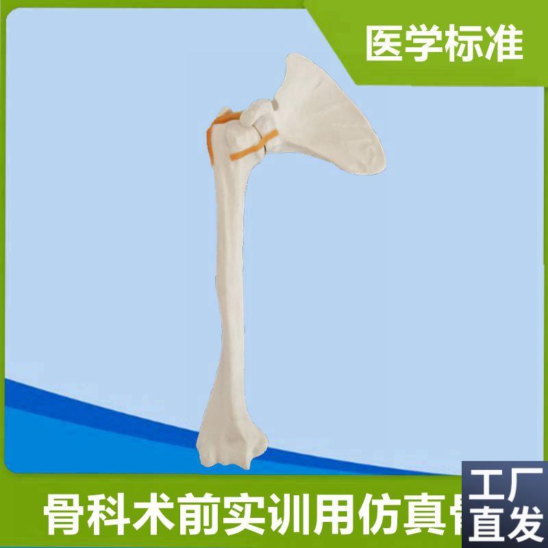 肩关节模型医用手术实操练习仿真骨骨F科医生术前实训器械钻孔固