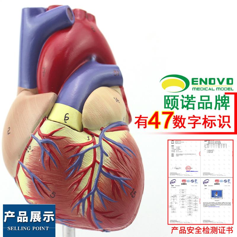 ENOVO颐诺1:1人体心脏模型B超彩超声医学心内S科心脏解剖教学冠状