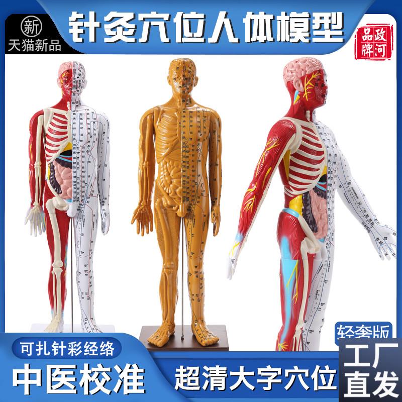 政河高级中医针灸经络穴位人体模型人数字刻度器官骨W骼十二全身