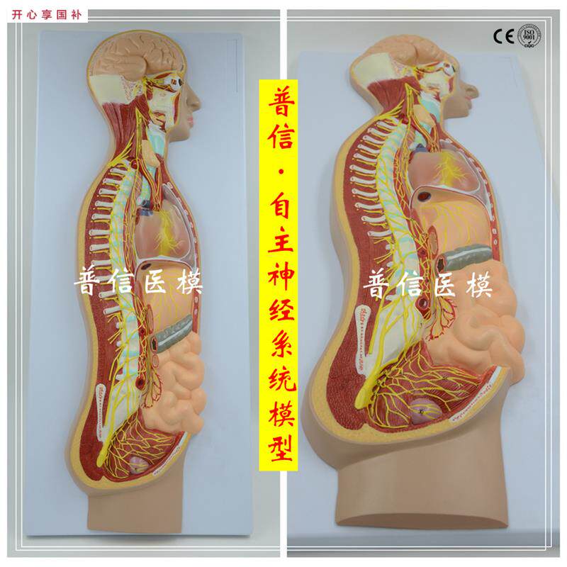 自主神经系统模型全身交感神经器T官眼肠解剖医学教学展示