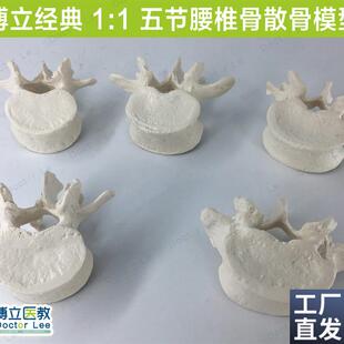 医学可拆成人5节腰椎散骨模型脊椎正骨I推拿手术练习人体标本模型