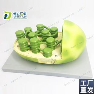 植物教学模型叶绿体结p构模型显微结构初高中生物教学模型科教仪