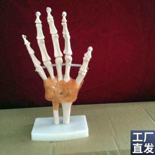 教学仿真自然大i手骨模型手指骨骼标本手掌带韧带模型1:1手骨关节