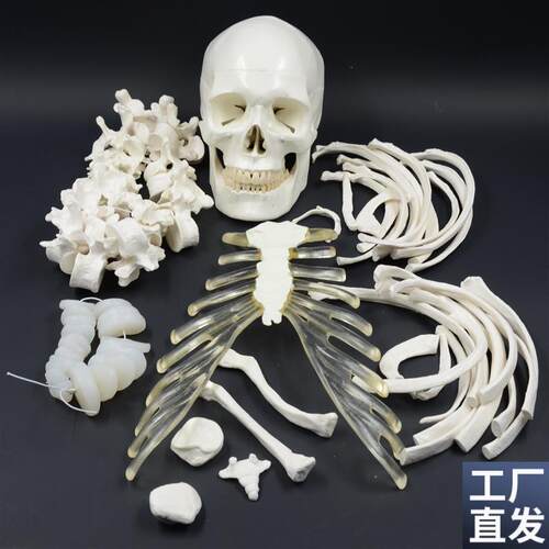 人体全身散骨模型170cm仿真骨骼模型R骨架模型医用正骨