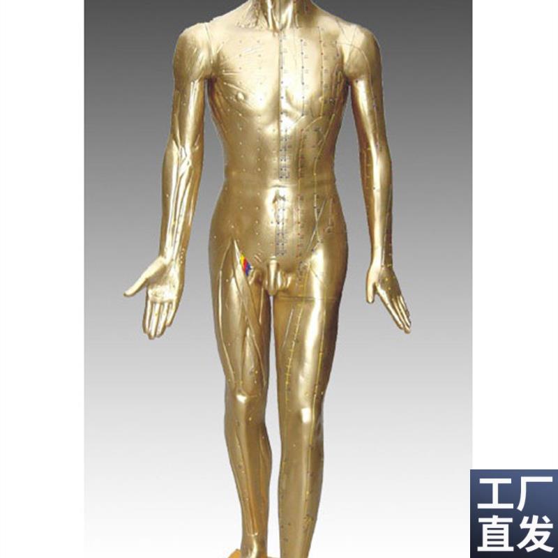 178CM针灸铜人模型人体针灸模型针G灸穴位模型针灸模型铜人模型