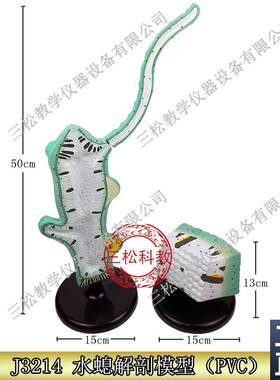 水螅解剖放大模型触手q3214初中高中生物模型实验器材教学仪器