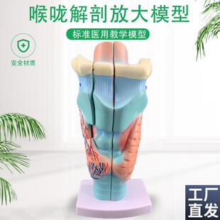 2倍放大咽喉模型喉咙解剖标本喉部血管甲状腺喉R结喉头医教学仿真