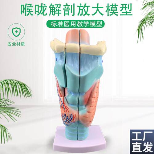 2倍放大咽喉模型喉咙解剖标本喉部血管甲状腺喉R结喉头医教学仿真