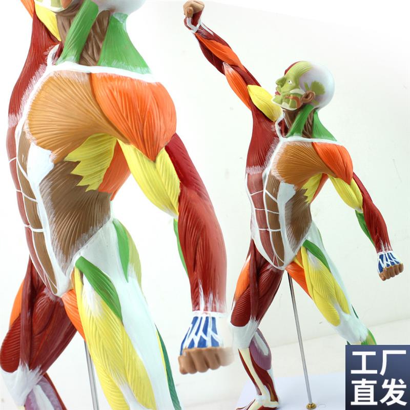 ENOVOd颐诺医学美术人体全身肌肉模型运动肌肉解剖系统健身教学人