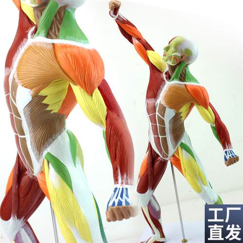 ENOVOd颐诺医学美术人体全身肌肉模型运动肌肉解剖系统健身教学人