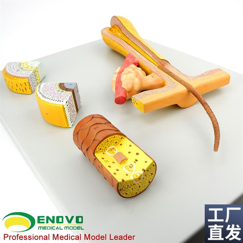 ENOVO颐诺毛发毛囊头发解y剖结构模型化妆美容美发教学培训头发