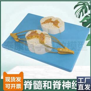 脊髓模型神经根灰白质脑皮层功能区中枢反射弧组成神经.元细胞突