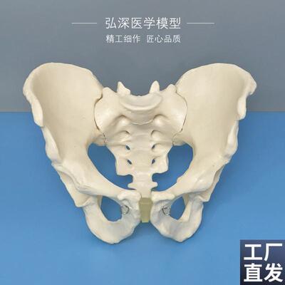 男性骨盆模型人体盆骨髋骨骶骨耻骨关节盆骨骼骨S科示教学医学模