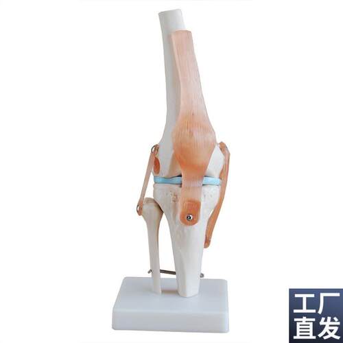 膝关节模型(自然大)