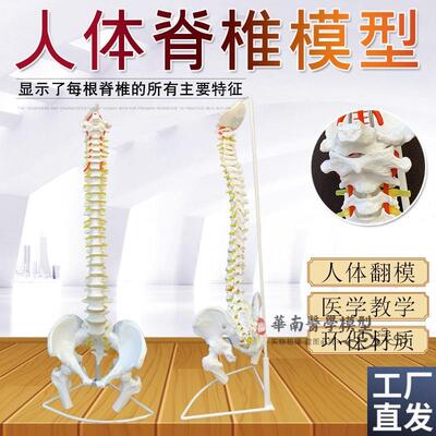 医学人体脊柱模型人体骨r骼大脊椎成人1:1带颈椎胸椎尾椎椎骨骨盆