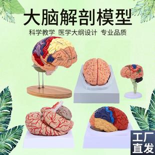 脑模型脑功能区域色分模型人体B大脑解剖模型人脑动脉构造脑神经