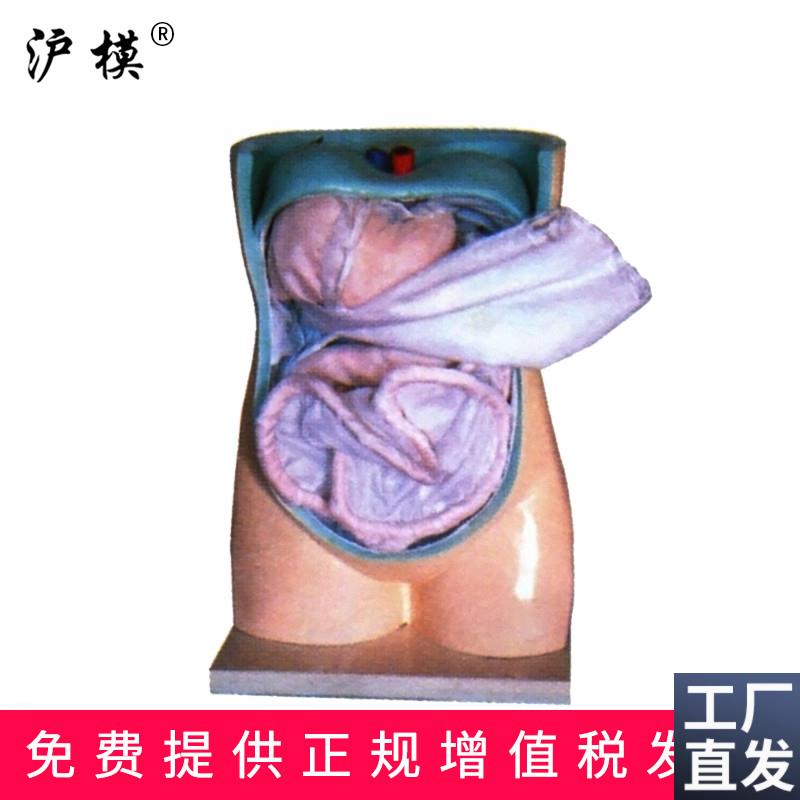 沪模HM/10j94腹膜与内脏模型人体解剖教学直观教具