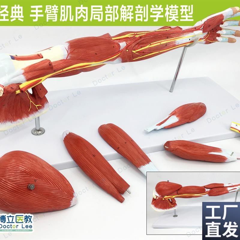 手臂肌上肢肌肉解剖血管神经人体运动系统模型手R肌肉模型医用美