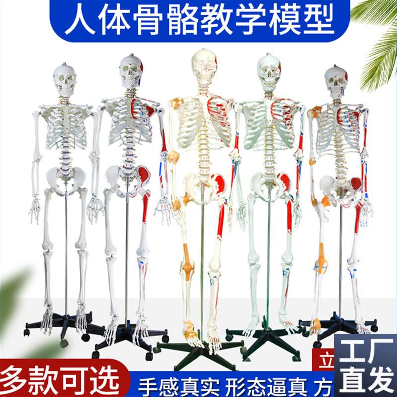 170CM人体骨骼神经骨架模型肌肉韧带骨架标本骨骼U模型肌肉起止点