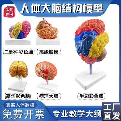 政河人体大脑结j构病理彩色脑髓器官结构解剖模型可拆装医院学校