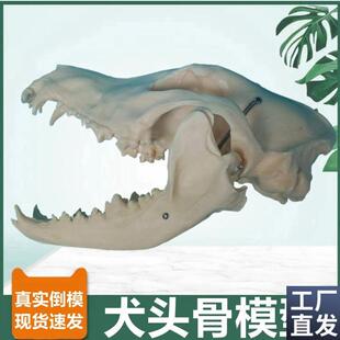 犬头骨模型真实倒模牙齿标本狗牙B宠物医院兽医用犬科猫科动物病