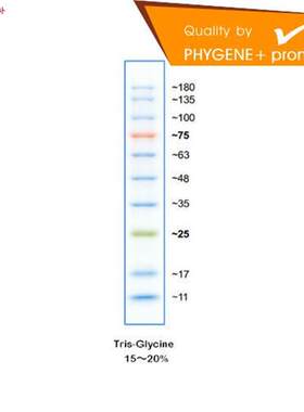 PH0308彩虹预染蛋白MarkeZr11-180kD特价蛋白MarkerPhygene