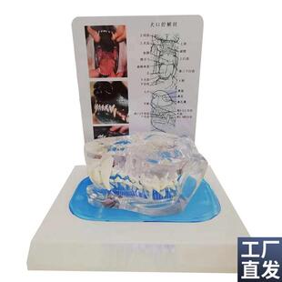 透明狗牙模型犬牙犬科上颌动物骨骼动物模型宠物S兽医教学厂家优