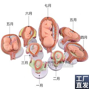 妊娠胚胎发育模型计划r生育模型婴儿胎儿发育过程模型生殖模型