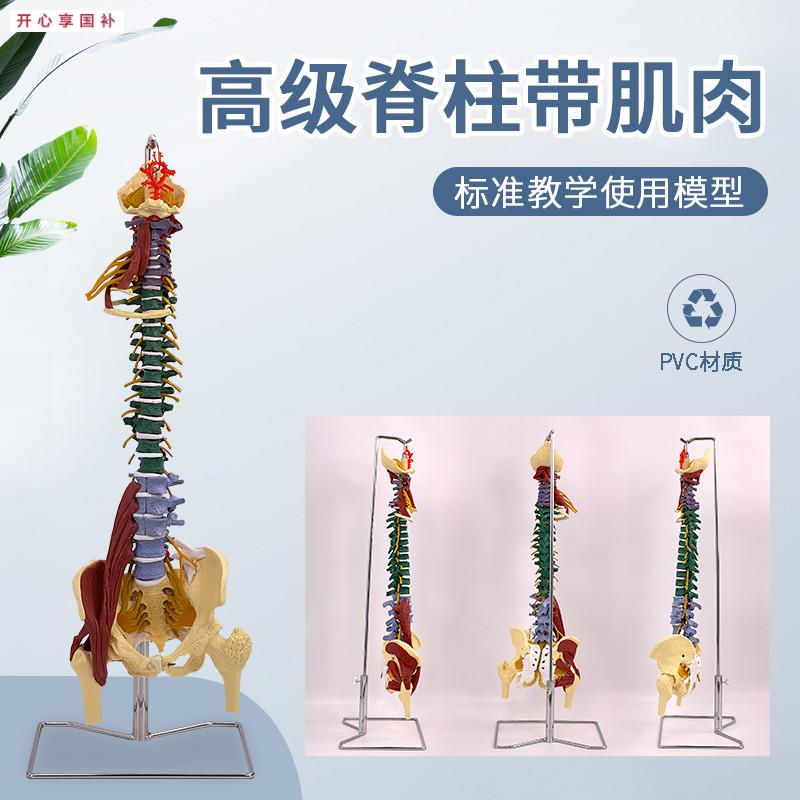 医学人体彩色分区脊柱带肌肉R脊椎腰椎颈椎胸椎按摩骨骼骨架模型