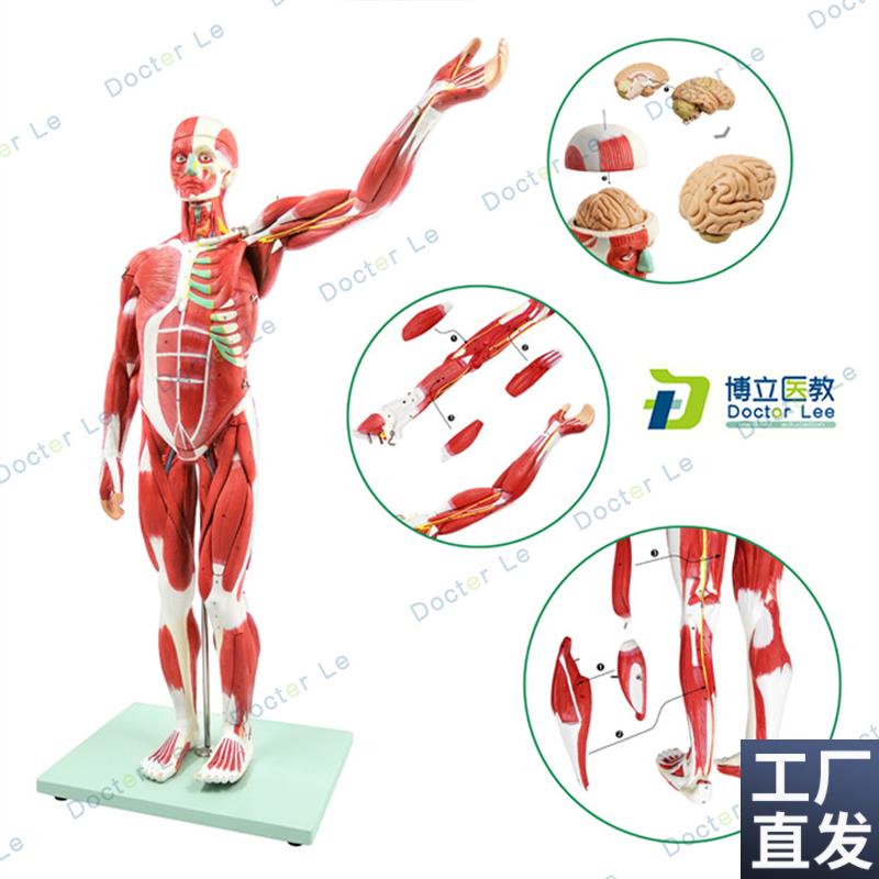 人体肌肉a模型美术仿真骨骼肌肉组织解刨模型健身医用教学模型