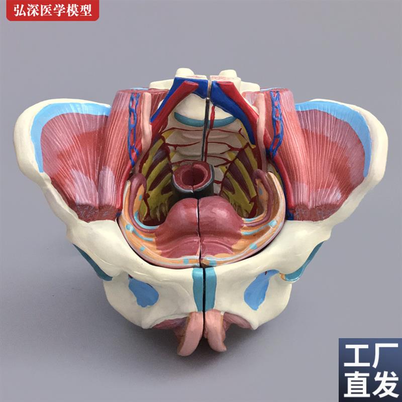 女性骨盆模型盆骨带生殖器血管神经肌肉子宫O人体解剖教学模具医