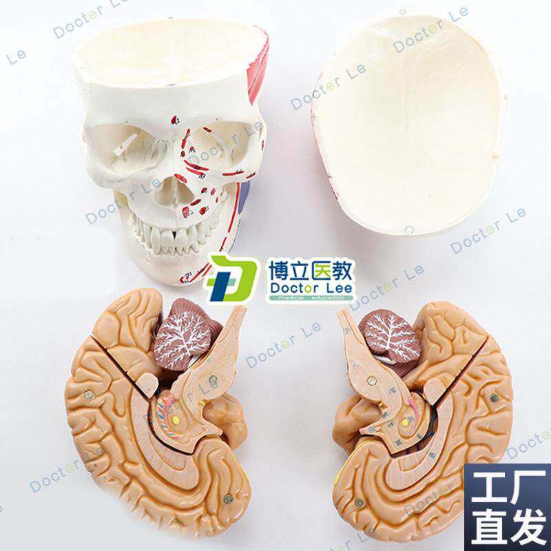 肌肉起止点头颅骨模型人体头骨模型E大脑解剖模型可拆卸骷髅头头