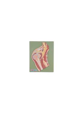 肩关节剖面模型A11202/解剖模型