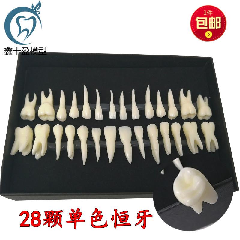 牙科28颗恒牙牙齿模型带牙根恒牙离体牙模型28颗单色牙齿模型7006