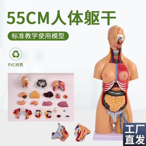 两性躯干模型(可拆分21件)B人体躯干内脏解剖模型55CM高