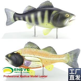 ENOVOe颐诺鱼解剖模型水产养殖专业科学教学实验模型生物动物模型