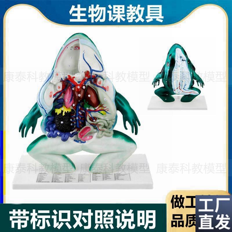 青蛙模型脊索两栖类动物内脏解剖带标识生物R课教具科普馆展示