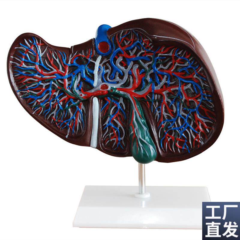 肝脏解剖模型/肝部模型一件/人体模型/美术P学院专用/教学示范